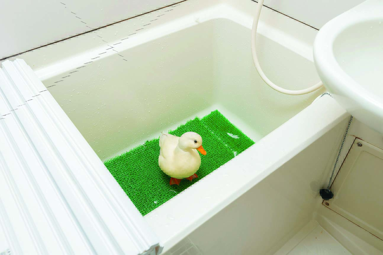 アヒルのシロとは一緒に暮らして5年目。芸人を目指すパフォーマンスの相棒でもある|イケメンオタクのアニメ賃貸暮らし