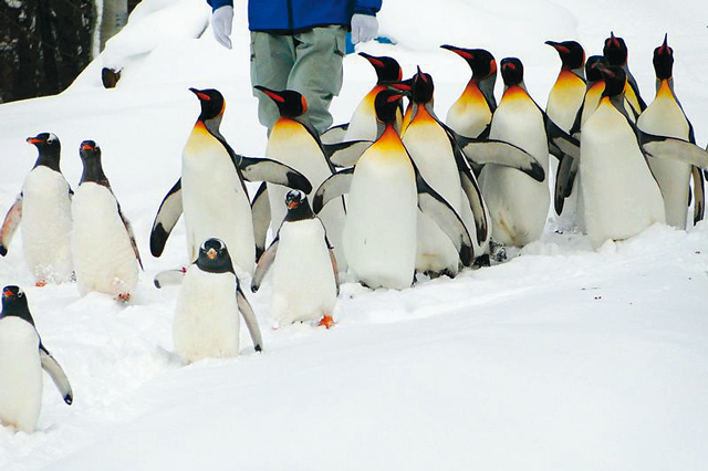 ペンギンの散歩などの行動展示が旭山動物園の人気のポイント