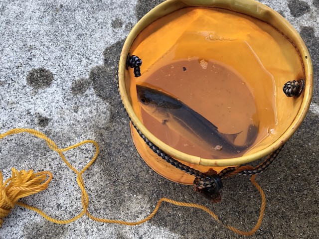 この日出会ったアングラーはセイゴ(スズキの1歳魚)を釣り上げていた