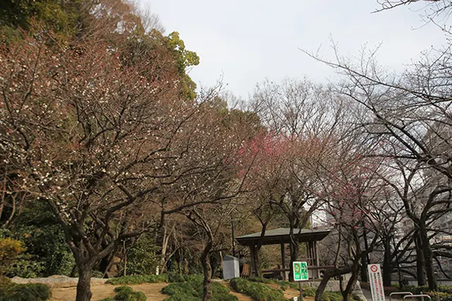 川沿いに整備された公園。取材時には梅が開花していた|下関マグロさんと歩く早稲田