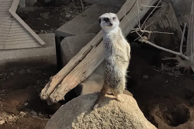 ミーアキャットはカメラを向けたら目線をくれた! ちなみに「あらかわ遊園」のキャラクターはミーアキャットがモチーフ|あらかわ遊園のある街・西尾久探訪