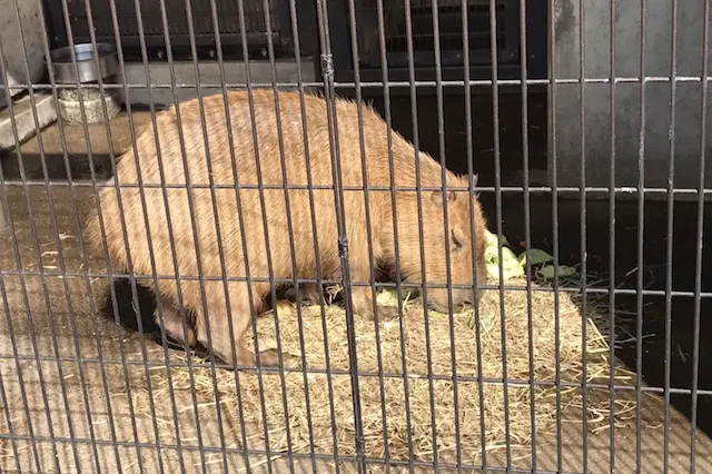げっ歯類最大のカピバラさん。2018年1月に赤ちゃんも誕生したよ♪|あらかわ遊園のある街・西尾久探訪