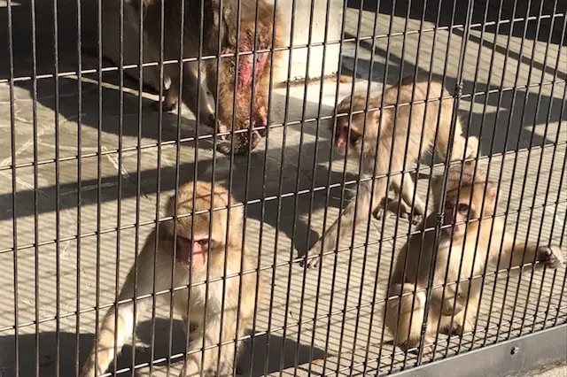 おサルたちはお客さんがくれる餌をめぐって猛烈ハッスル|あらかわ遊園のある街・西尾久探訪