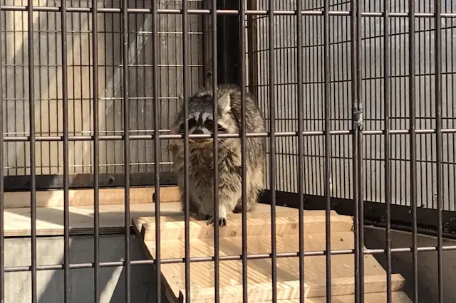 アライグマのパンダちゃん(13歳)は人間なら80歳くらい。まだまだ長生きしてほしい|あらかわ遊園のある街・西尾久探訪