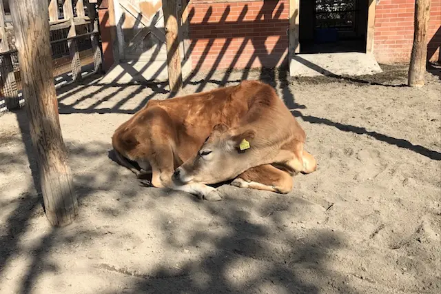 のんびりしていたジャージー牛のウメちゃん。元来は人懐っこくて甘えん坊らしい|あらかわ遊園のある街・西尾久探訪