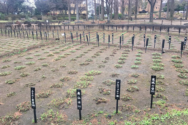 しょうぶ沼公園内には5つの菖蒲田があり、5月中旬から6月上旬にかけ無数のハナショウブが開花する|東京メトロ直通運転開始で便利になる街「北綾瀬」「方南町」をサキドリ取材してきた