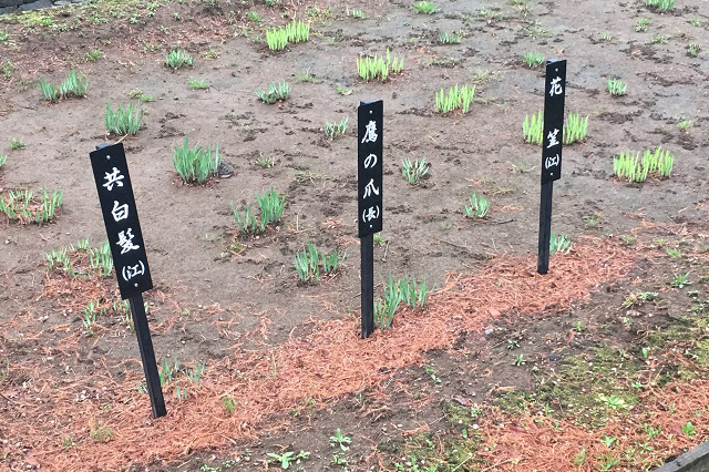 しょうぶ沼公園に植えられた菖蒲の数なんと140品種、約8100株。「鷹の爪」って唐辛子じゃなかったっけ?|東京メトロ直通運転開始で便利になる街「北綾瀬」「方南町」をサキドリ取材してきた