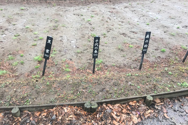 「千代の春」。お相撲さんみたいな名前の品種も。花が咲いてなくてもけっこう楽しい|しょうぶ沼公園|東京メトロ直通運転開始で便利になる街「北綾瀬」「方南町」をサキドリ取材してきた