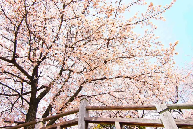 江戸から続く桜の名所・飛鳥山で花見を楽しもう!|“日本最初の公園”飛鳥山公園がある街・王子を新旧グルメに胸キュンしながら歩いてみた