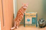 【猫との暮らし】賃貸物件で猫を飼うメリットを猫好きおしどり夫婦に聞いてみた