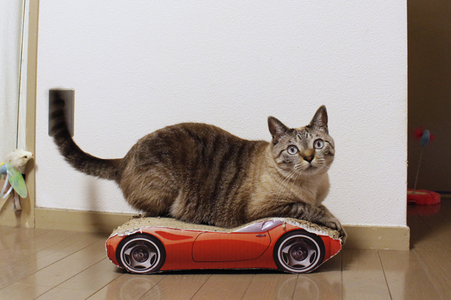 スポーツカーの爪とぎ器に乗るジー。「スポーツカーに乗っているように見えてお気に入り」とあいさん|【猫との暮らし】ペット可賃貸に住む猫グッズのデザイナー兼スタイリストの部屋作り