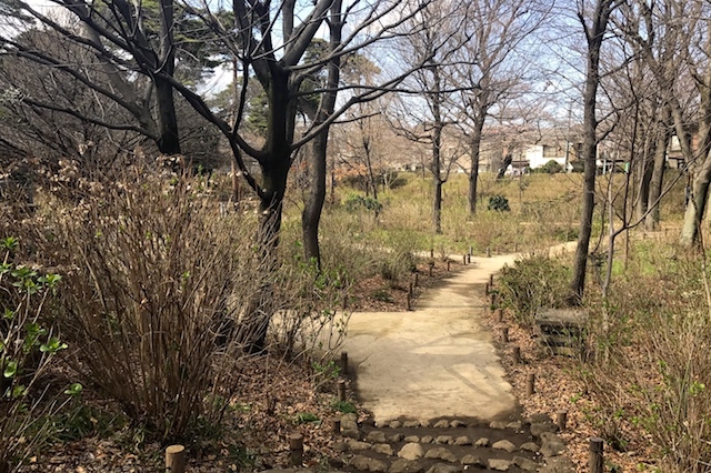 3月下旬の「あじさい公園」。予想どおりの枯れ景色。見頃を迎える6月には約1,500株の美しいアジサイが園内を埋め尽くしていることだろう|〝日本一大きい丸ポスト〟のある街・小平はノスタルジック&SNS映えする風景の宝庫だった