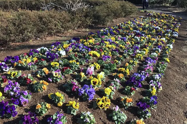 パンジーやビオラが早春を彩っていた|“日本最初の公園”飛鳥山公園がある街・王子を新旧グルメに胸キュンしながら歩いてみた