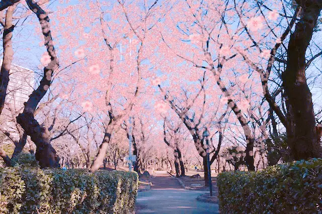 3月下旬にはこんな風になっているはずだ!|“日本最初の公園”飛鳥山公園がある街・王子を新旧グルメに胸キュンしながら歩いてみた