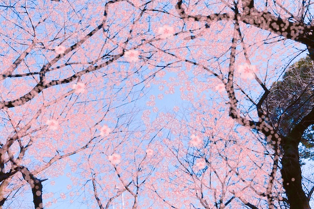 心の眼で見てほしい。満開の桜でピンク色に染まった飛鳥山を……｜“日本最初の公園”飛鳥山公園がある街・王子を新旧グルメに胸キュンしながら歩いてみた