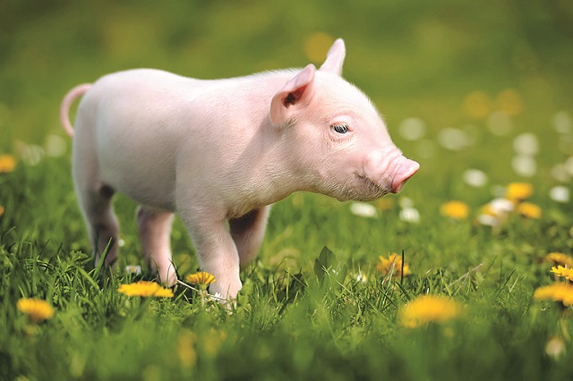人懐っこくてかわいい！意外と飼いやすいキュートな動物｜一人暮らしでも飼いやすいおすすめのペット・ミニブタ