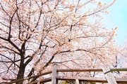日本最初の公園”飛鳥山公園がある街・王子を新旧グルメに胸キュンしながら歩いてみた