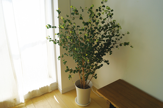 【断捨離】思い入れがあるという観葉植物「ベンジャミンバロック」。「愛知からどうしても連れてきたくって、梱包を工夫して連れてきました。この緑があるから、インテリアの小物も要らないのかな。5畳のミニマルルームを華やかにしてくれています」|インスタで人気!ミニマリストmamiさんに聞く断捨離のコツと快適な暮らしの持ち物とは