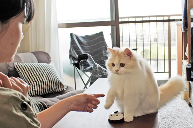 猫の京介と母ちゃんこと水野さんのコミカルな日常はインスタで見られる|【猫との暮らし】人気ねこ・京介の飼い主に聞く!賃貸物件の選び方や長毛種の猫と暮らす工夫