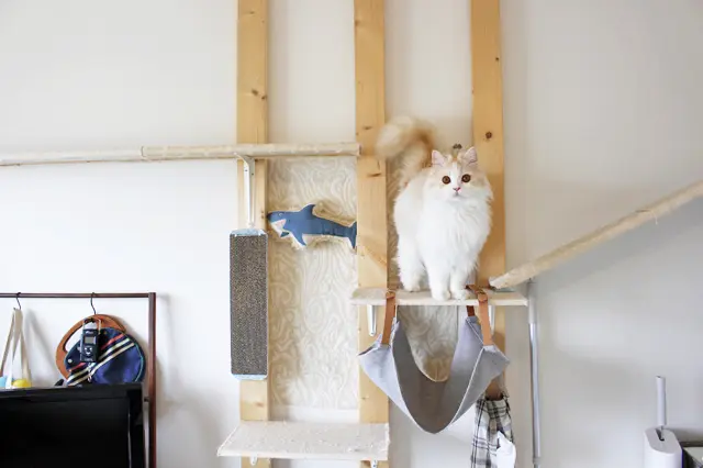 ラガマフィンは8kgにもなる大型の猫だが、京介は4.5kgとやや小さめ|【猫との暮らし】人気ねこ・京介の飼い主に聞く!賃貸物件の選び方や長毛種の猫と暮らす工夫