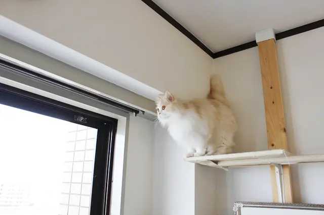 お気に入りのキャットタワーを行ったり来たり。窓辺でパトロールが猫の京介の日課|【猫との暮らし】人気ねこ・京介の飼い主に聞く!賃貸物件の選び方や長毛種の猫と暮らす工夫