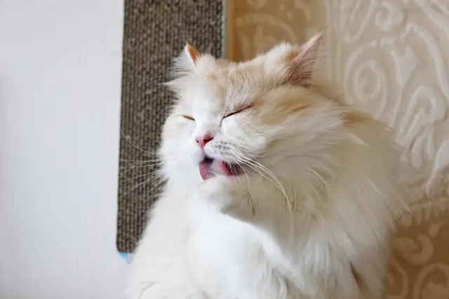 日当たりの良い部屋でリラックスして毛づくろいする猫の京介|【猫との暮らし】人気ねこ・京介の飼い主に聞く!賃貸物件の選び方や長毛種の猫と暮らす工夫