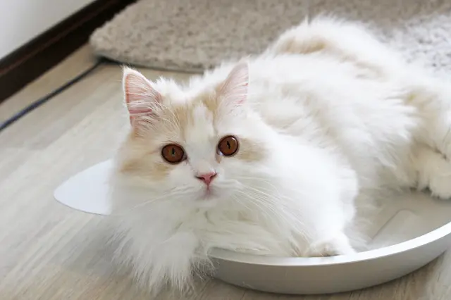 クールマットを使わない猫は多い。形を変えるのも一案だ|【猫との暮らし】人気ねこ・京介の飼い主に聞く!賃貸物件の選び方や長毛種の猫と暮らす工夫
