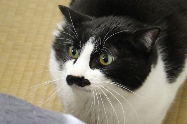 まるで口ひげを生やしたような模様のバロン。ハチワレのイケメンだ|【猫との暮らし】都心から練馬のメゾネット賃貸へ引越し。猫が吐かなくなった理由とは?