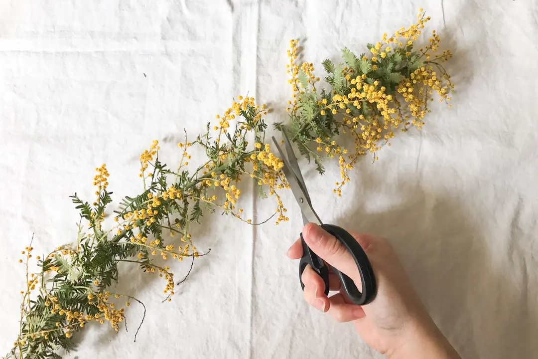 季節のしつらえ】ドライにしてもかわいい！ 部屋に春を呼び込むミモザ
