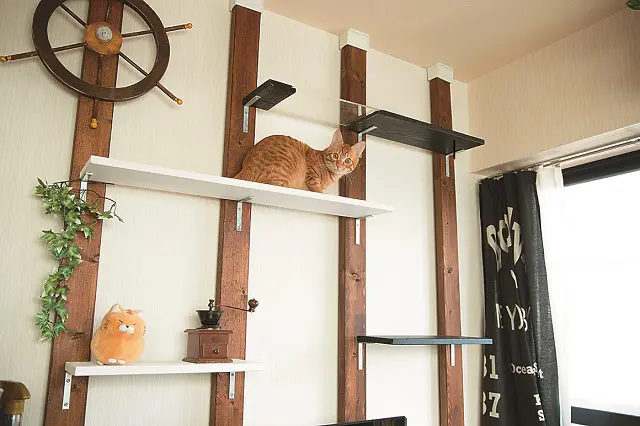 ディスプレイ棚と思いきや、ペットのキャットウォークとして活躍しているこちらはDIYによるもの。これでペットの運動不足も解消できそう|【インテリアコーディネート術】賃貸物件をDIY!男前インテリアな部屋づくりのコツ