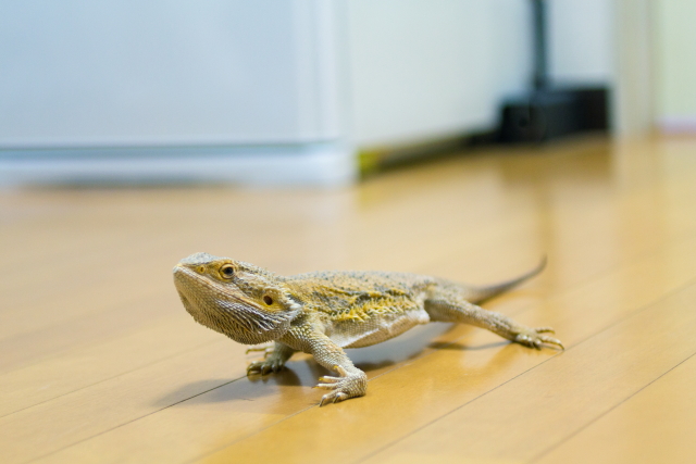 家族の一員、トカゲ君。フトアゴヒゲトカゲという種類だそう。他にヘビ君もいる|物が少なければ掃除もはかどる!家族で快適に過ごすためのミニマルライフ実践術とは?