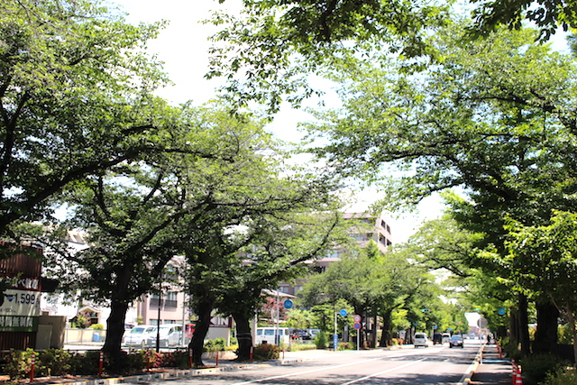 国立駅近辺の街路樹
