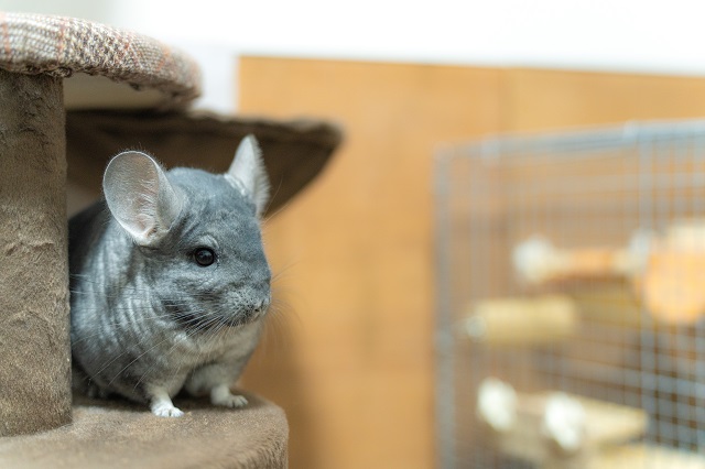 一人暮らしでも飼いやすいおすすめペット⑤:チンチラ