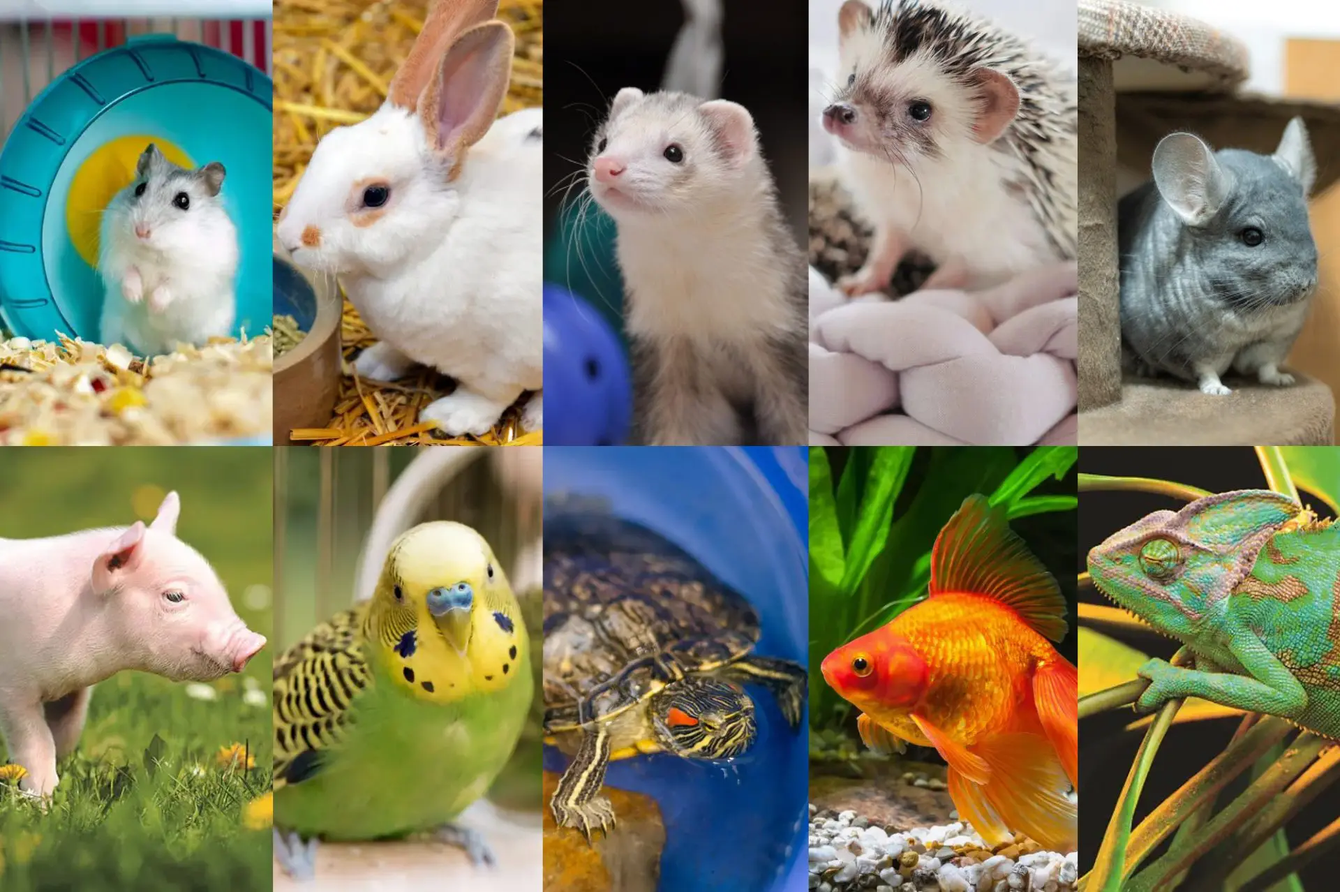 賃貸での一人暮らしでも飼いやすいペットの種類が知りたい!