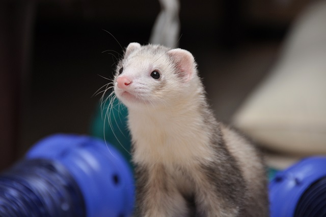 ペット マンション で 飼える