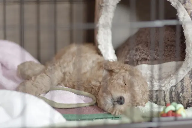 犬を飼うにはケージが必要?|一人暮らしのペットに犬がぴったりな理由・飼うときの注意点