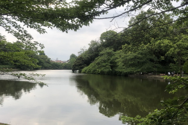 大宮公園内の池