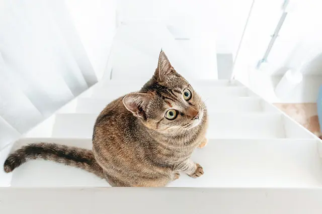 猫共生賃貸の階段で遊ぶりんちゃん