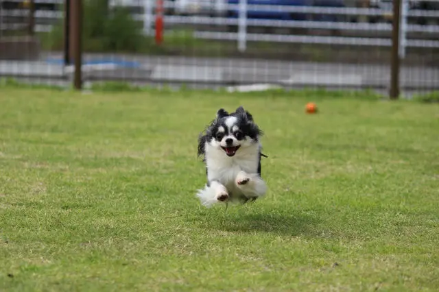 室内犬にも運動は必要?|一人暮らしのペットに犬がぴったりな理由・飼うときの注意点