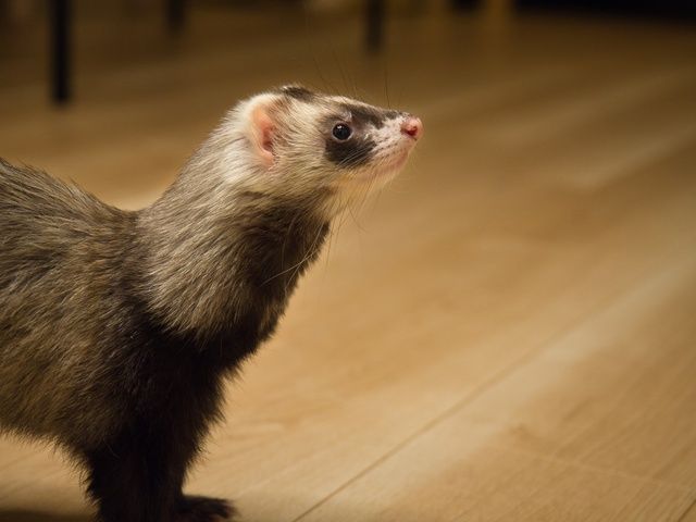 一人暮らしのペットとしてフェレットは飼いやすい 寿命や値段の相場は 人気の理由と飼育の注意点 Chintai情報局