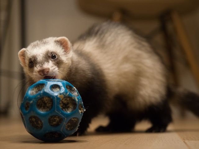 ボールで遊ぶフェレット