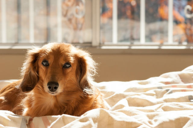 一人暮らしでペットの犬を飼うときのポイントは おすすめの犬種や必要なものを解説 Chintai情報局