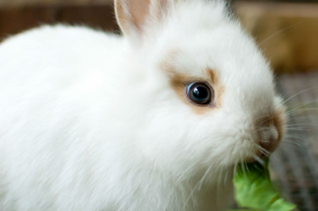 一人暮らしでペットを飼うならうさぎがおすすめ 飼いやすい種類や必要なもの 注意点を解説 ガジェット通信 Getnews