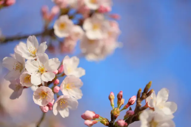 桜のつぼみが膨らむ時期には、不動産会社は繁忙期!