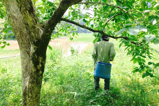 シロツメクサを料理する 食べられる野草とおすすめの食べ方をご紹介 Chintai情報局