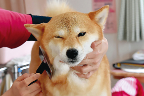 初めて犬を飼うときに必要なアイテム10選 事前準備で快適なペット生活を Chintai情報局 初めて犬を飼うときに必要なアイテム10選 事前準備で快適なペット生活を Chintai情報局