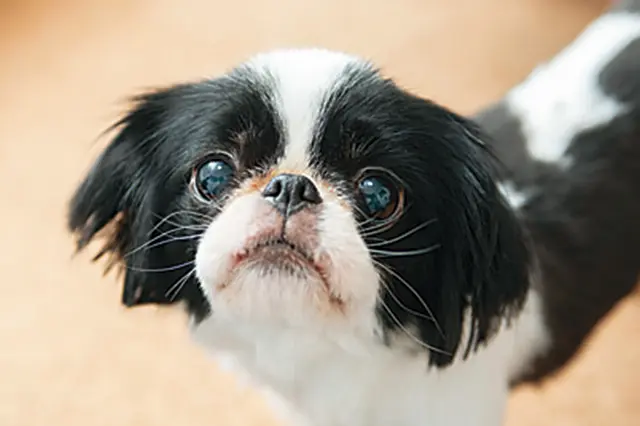 犬と猫の