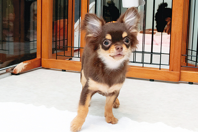 ペットショップ店員が伝授 賃貸マンションで飼いやすいオススメ室内犬6選 Chintai情報局