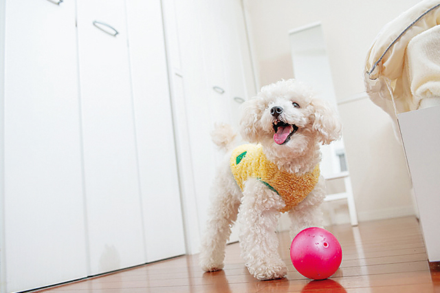 ボールで遊ぶ愛犬のピース