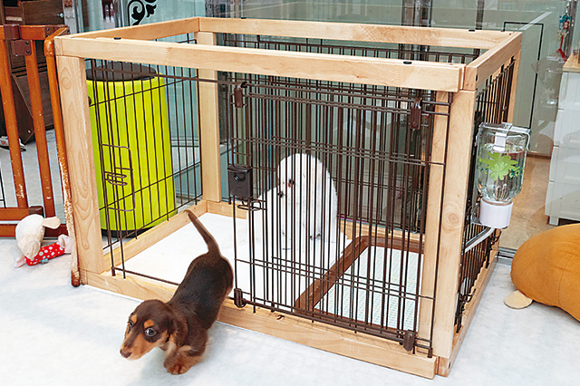 初めて犬を飼うときに必要なアイテム10選 事前準備で快適なペット生活を Chintai情報局